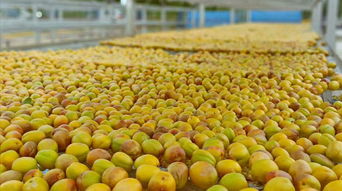 电商赋能新篇章 “杏福开门 飞享全国”助木亚格杏香飘万里