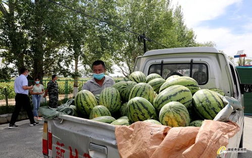 多方相助暖人心，哈巴河县解瓜农销售难题见实效